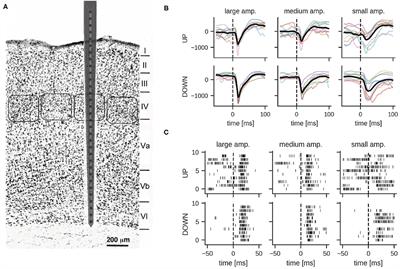 Classification of Whisker Deflections From Evoked Responses in the Somatosensory Barrel Cortex With Spiking Neural Networks